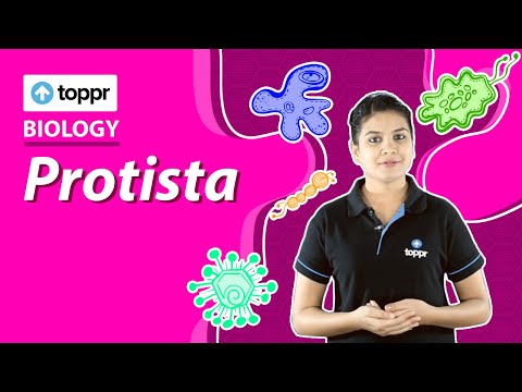 생물학적 분류 | Protista | 클래스 11 생물학 (CBSE / NCERT)