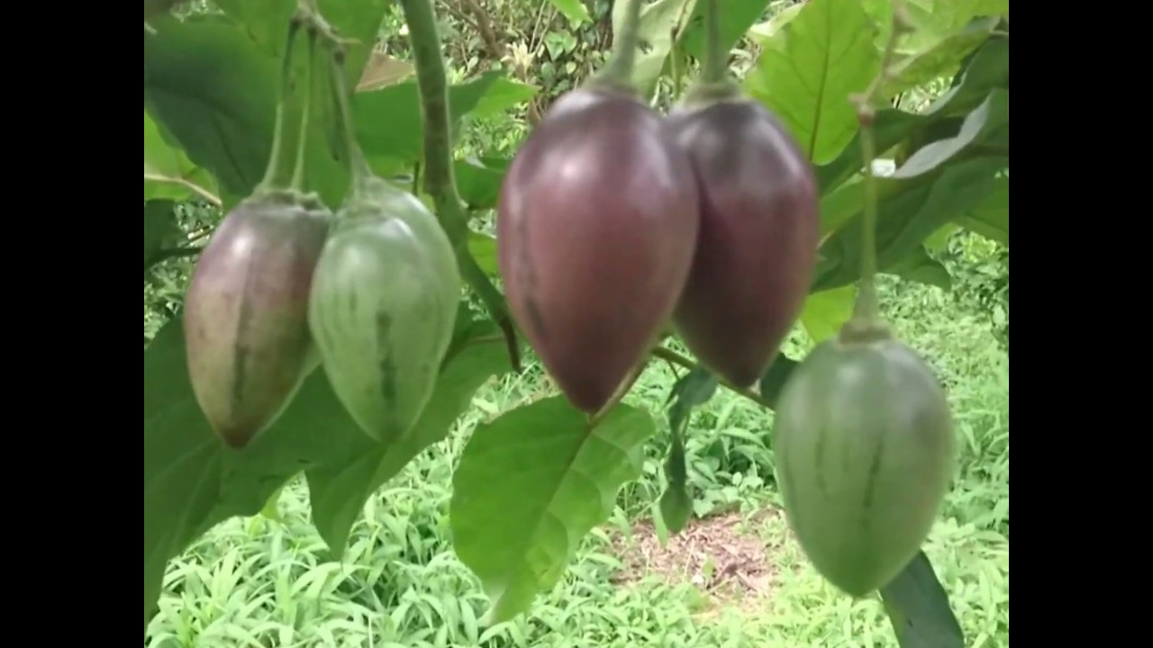 POHON TERONG BELANDA - BUAH TERONG BELANDA - SOLANUM BETACEUM 