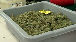 Where is marijuana grown in southwest MO?