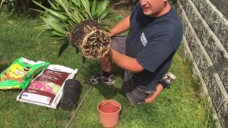 GROWING PALM TREES FROM SEEDS: HOW TO REPOT PALM TREES 1080p