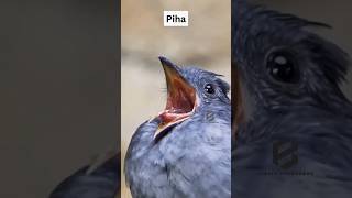 Download Mp3 Inilah 6 suara burung paling seram di dunia ‼ no 1 kek mau perang 🤯 #birds #bird #burung #shorts Gudang lagu Download Mp3 Inilah 6 suara burung paling seram di dunia ‼ no 1 kek mau perang 🤯 #birds #bird #burung #shorts