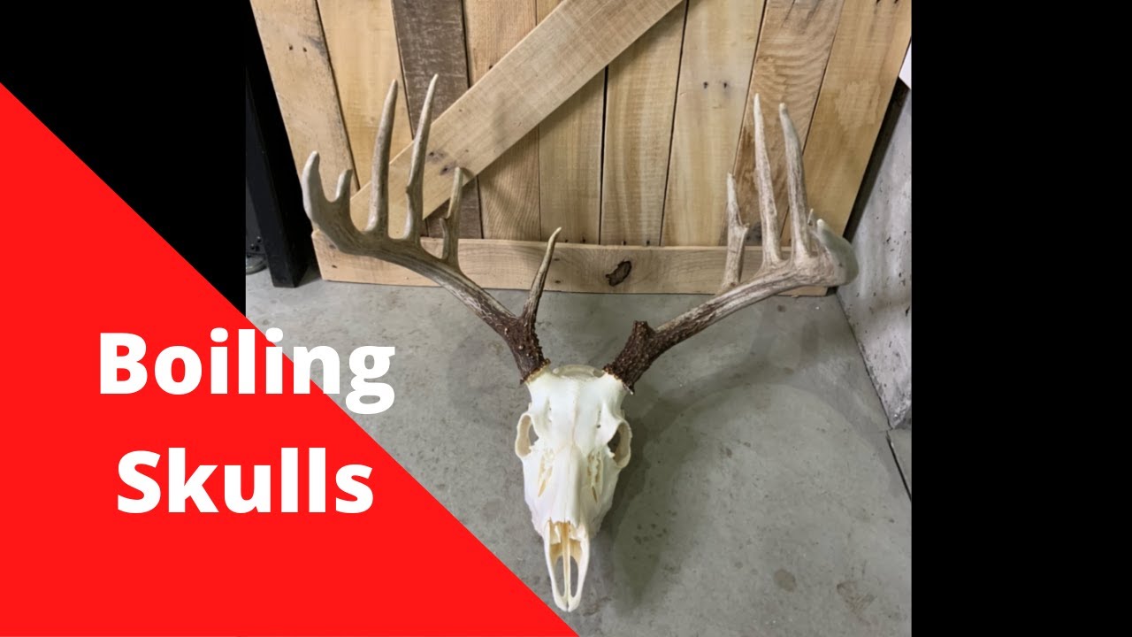 Boiling Skulls YouTube