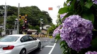 鎌倉の紫陽花と横須賀線 E217系、E259系、E231系