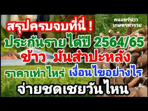 สรุป!ประกันรายได้เกษตรกรปี2564/65 ข้าวมันสำปะหลัง ราคาเท่าไหร่ เงื่อนไขอย่างไร จ่ายเงินชดเชยวันไหน