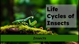 Famous CKLA Grade 2 Domain 8 Lesson 3 Life Cycles of Insects Net Worth