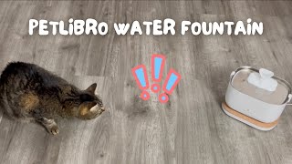 The Great Water Fountain Showdown!  Chip Tries The New Petlibro Fountain
