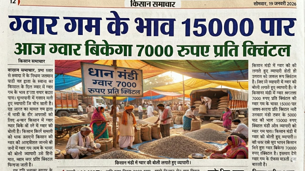 राजस्थान ग्वार मंडी भाव/ग्वार के भाव आज के/आज ग्वार में कितनी आई तेजी देखें भाव/ग्वार का भाव /