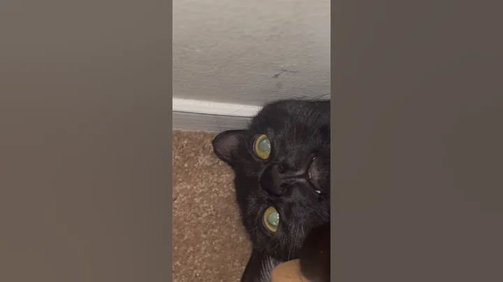 Watch the video about #catnip #cat #shorts #catshorts #catlovers #funny #funnycat #fypage #foryou #blackcat #sillygoose