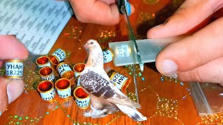 Кольца для голубей ИМЕННЫЕ. Легко-быстро и просто!!! NAMED rings for doves. Easy, fast and simple!!!