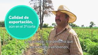 SOL TEST Tomate Armando Valles Ayotlan Jalisco V01 FHD