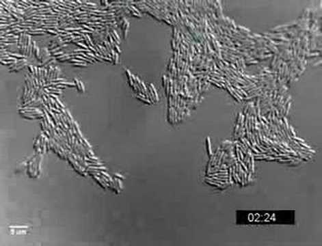Pseudomonas aeruginosa twitching motility YFP-PilU
