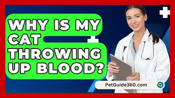Why Is My Cat Throwing Up Blood? - PetGuide360.com