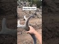 MASS FOR DAYS! Insane Deer Shed Found 🦌💪