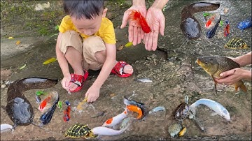 Bông Kids bắt con cá vàng , cá trê lai , cá bông lau , cá koi , cá sông , cá nước ngọt, con rùa