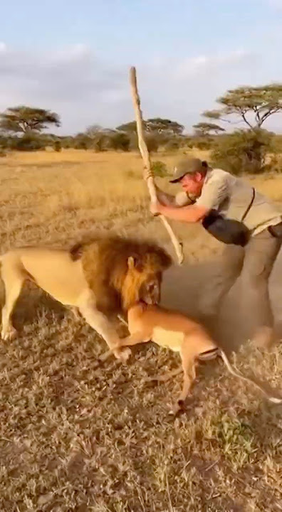 Lion Attacks Man Trying to Save Antelope 😱🦁
