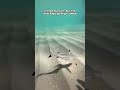 This Baby Shark Was Losing Control in the Water #shark
