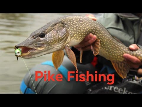 Თევზაობა ქარიყლაპიაზე! 5 ნაწილი/ Pike Fishing Part1.2.3.4.5