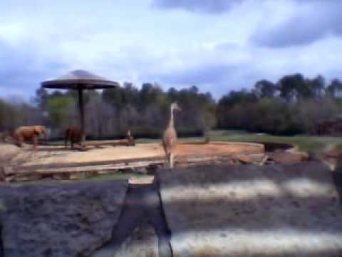 Cafe at Caldwell Zoo - Giraffe
