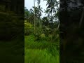 Ripping A Drone Through Bali Rice Fields