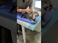 #funny #cat #pets #animals #dog #cute #cats #memes #dogs #funnyanimals