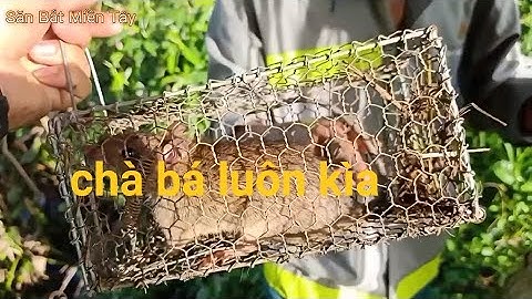 Bẫy chuột trong vườn dừa dính toàn chuột cơm bự. Bẫy chuột miền tây ( Phần 24 )