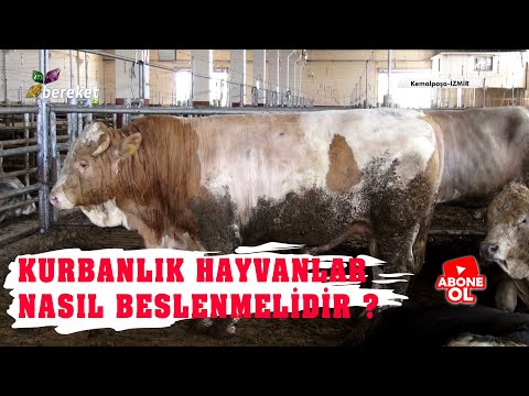 Video: Girişimci kimdir? Girişimcinin hakları. Serbest meslek