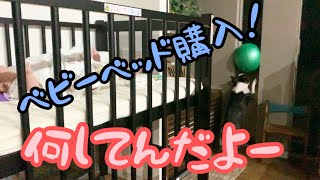 ボール遊びにハマる！？ボストンテリア犬グリちゃん！