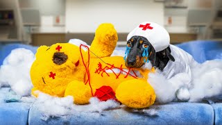 Urgent Toy Rescue! Cute & funny dachshund dog video!