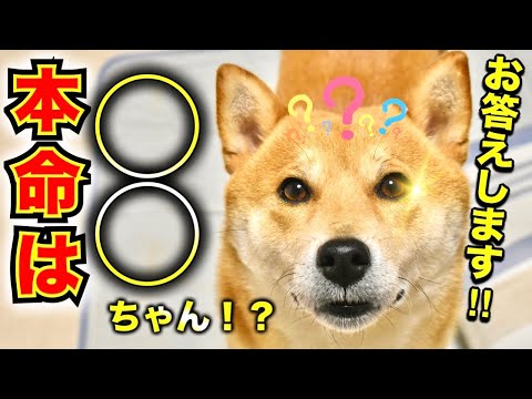 本命は誰だ！？柴犬こむぎが皆様からの質問にお答え致します！PART②