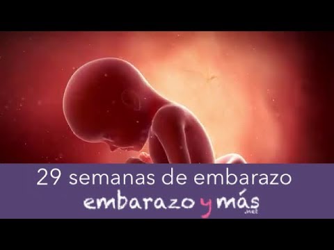 28 semanas cuantos meses son