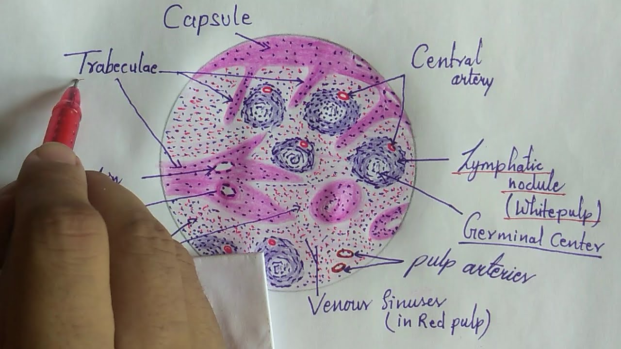 Spleen Diagram Histology