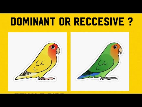 African Lovebirds Basics Of Genetics Dominant And Reccesive Mutations.