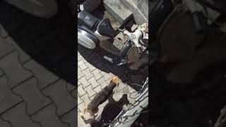 Dogs and cat real street fight (not for kids plz)