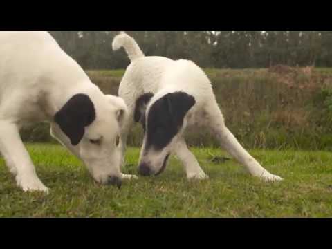Video: Fox Wordt Aangezien Voor Een Hond