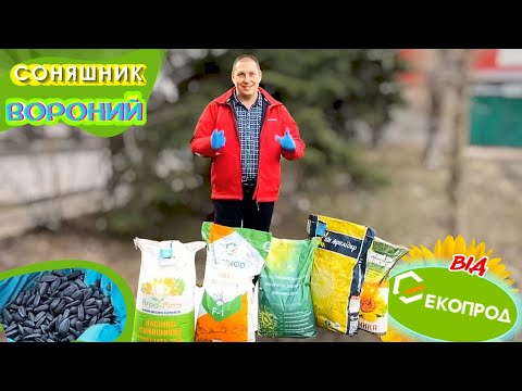 Семена подсолнечника Александрит, под Евролайтинг, 105-110 дней, Экстра, видео 1