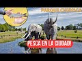 PESCA URBANA DE TRUCHAS EN EL PARQUE CHUYACA