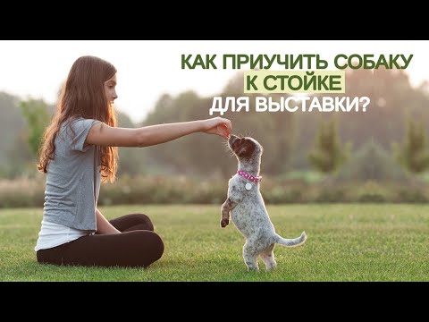 Как приучить собаку к стойке для выставки?