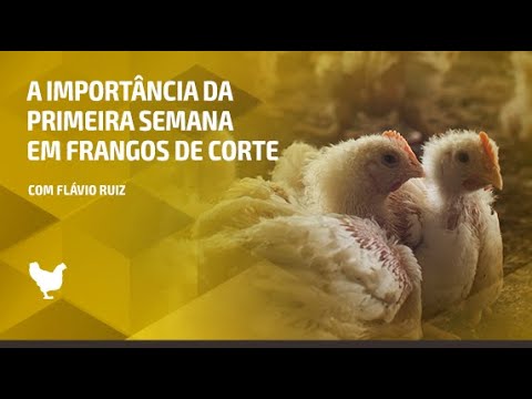 Vídeo: Como Criar Frangos Sem Perdas
