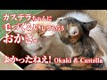 おかきに毛づくろいするカステラちゃん。おかき、本当によかったね。