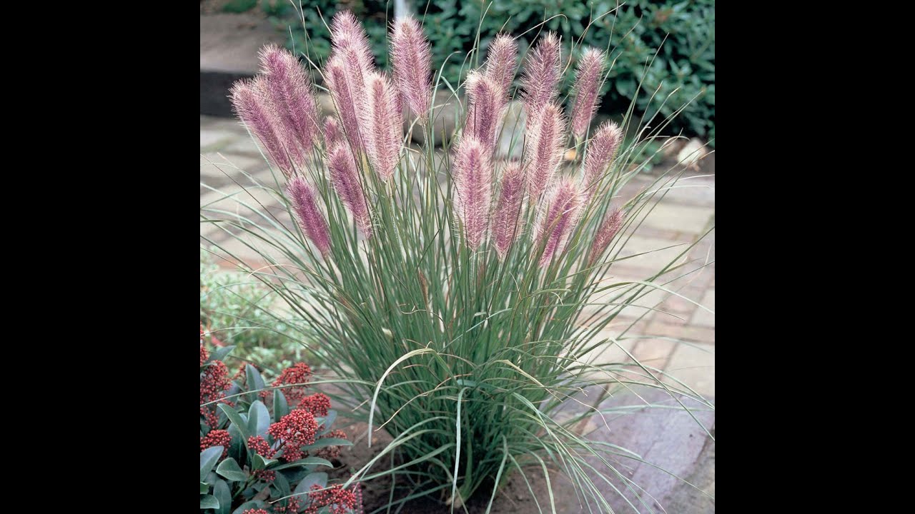 Садовые композиции с декоративными злаками