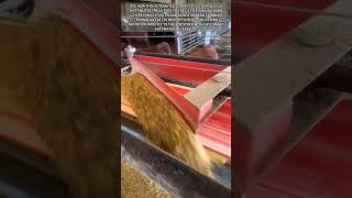 Automated conveyor belt feeding system works efficiently on modern farm