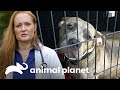 O resgate de uma pit bull em trabalho de parto! | Pit bulls e condenados | Animal Planet Brasil