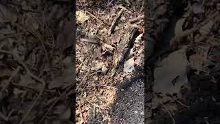 Trying To Save A Turtle, It Had Other Plans