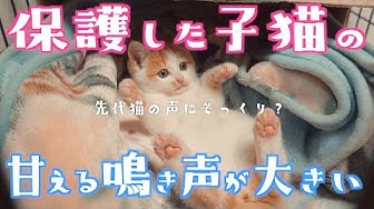 子猫の鳴き声 Youtube