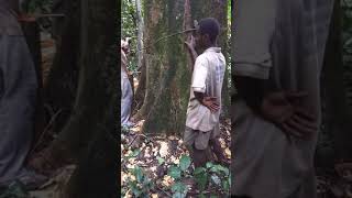 Aka Pygmies Showing How They Climb Trees To Collect Honey