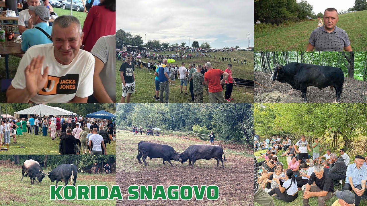 Korida na Snagovu kod braće Sarajlić, tradicija koja traje 20 godina, šest bikova od dva brata👏