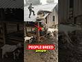 Dangerous Animals people think they can Breed!