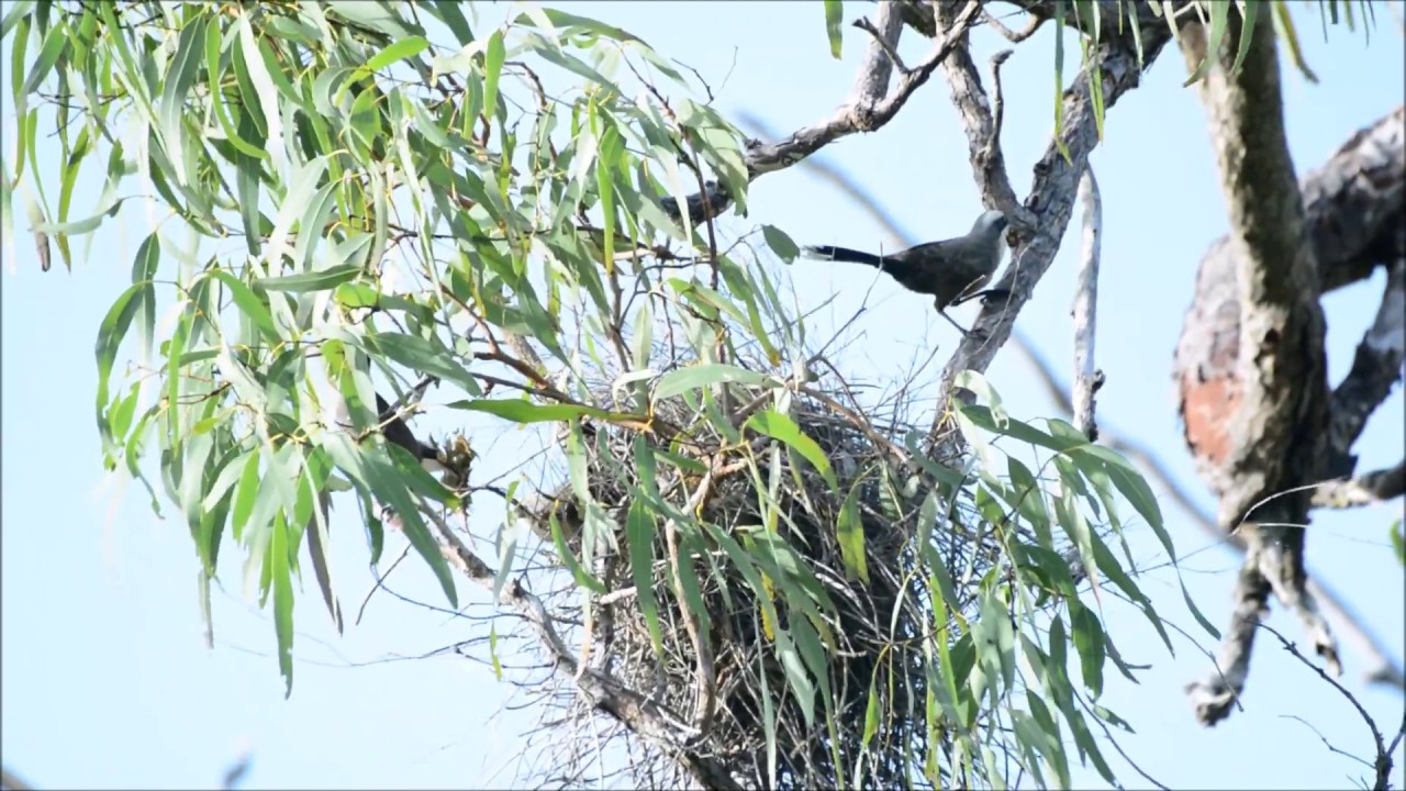 Grey-crowned Babbler's constructing their nest.