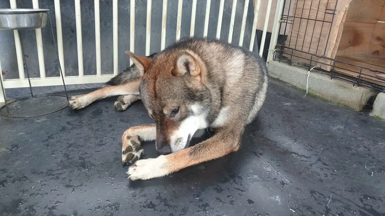 四国犬 出雲神風舎 Youtube 四国犬 出雲神風舎 Youtube
