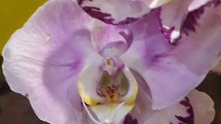 Пересадка орхидеи #phalaenopsis Art Nouveau в закрытую систему 🥀🙃🙂
